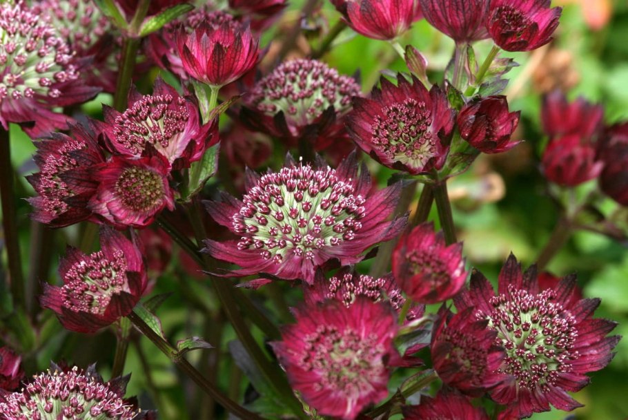 Астранция крупная (Astrantia Major)