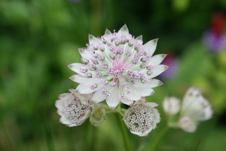 Пурпурная Астранция