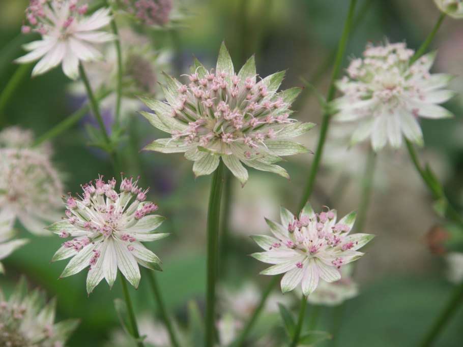Астранция Astrantia Major. Ruby cloud