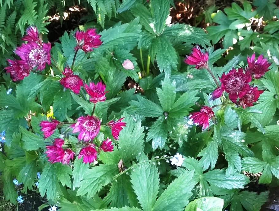 Астранция Рома