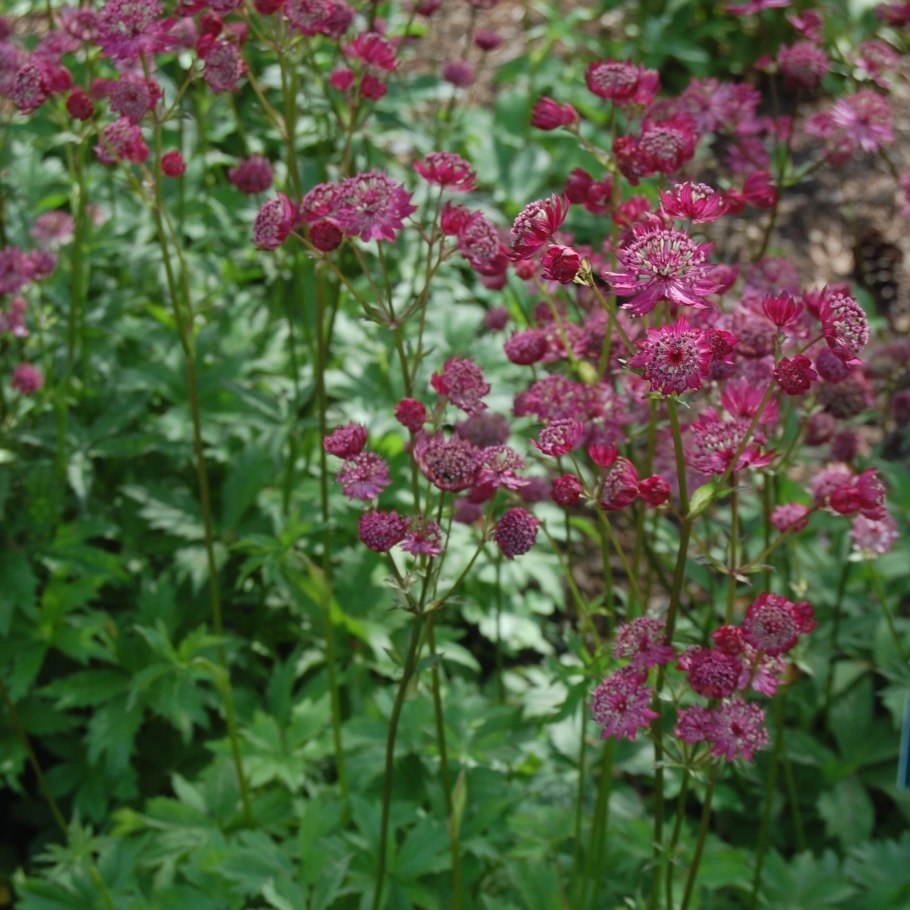 Астранция Спарклинг старс Уайт (Astrantia sparkling Stars White)