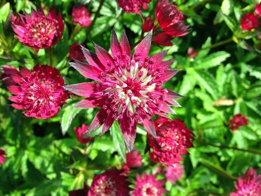 Astrantia Major rubra