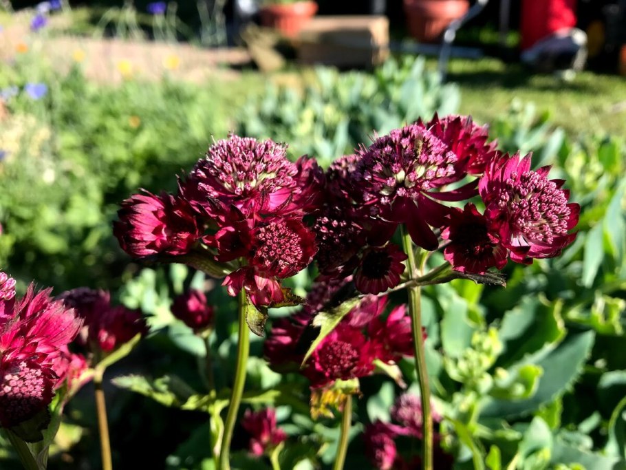 Астранция Astrantia Major Claret
