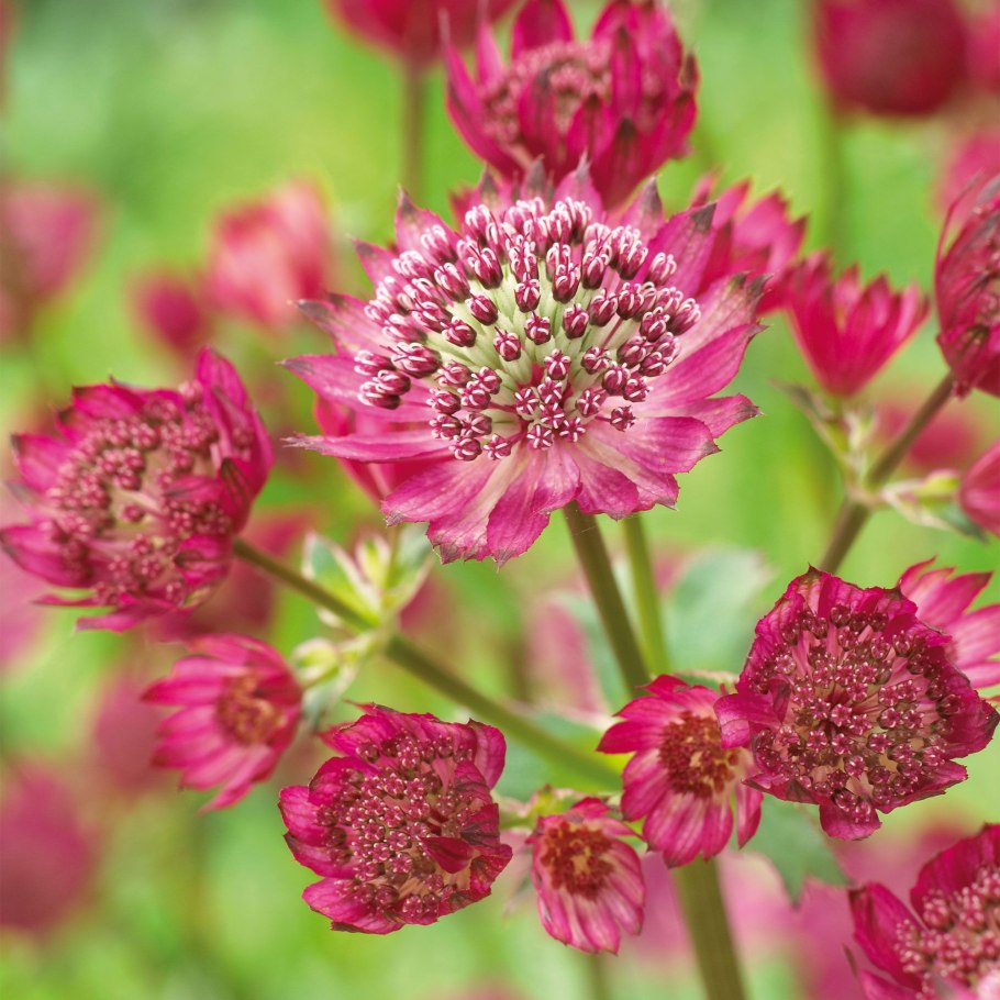 Астранция Сильвер Глоу