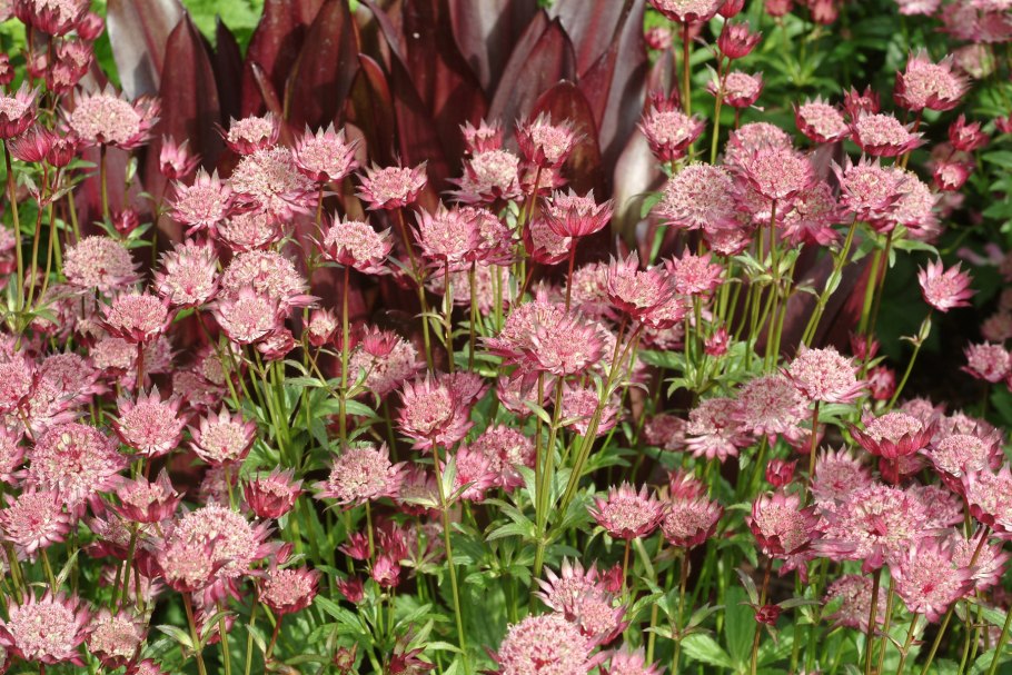 Астранция Кларет