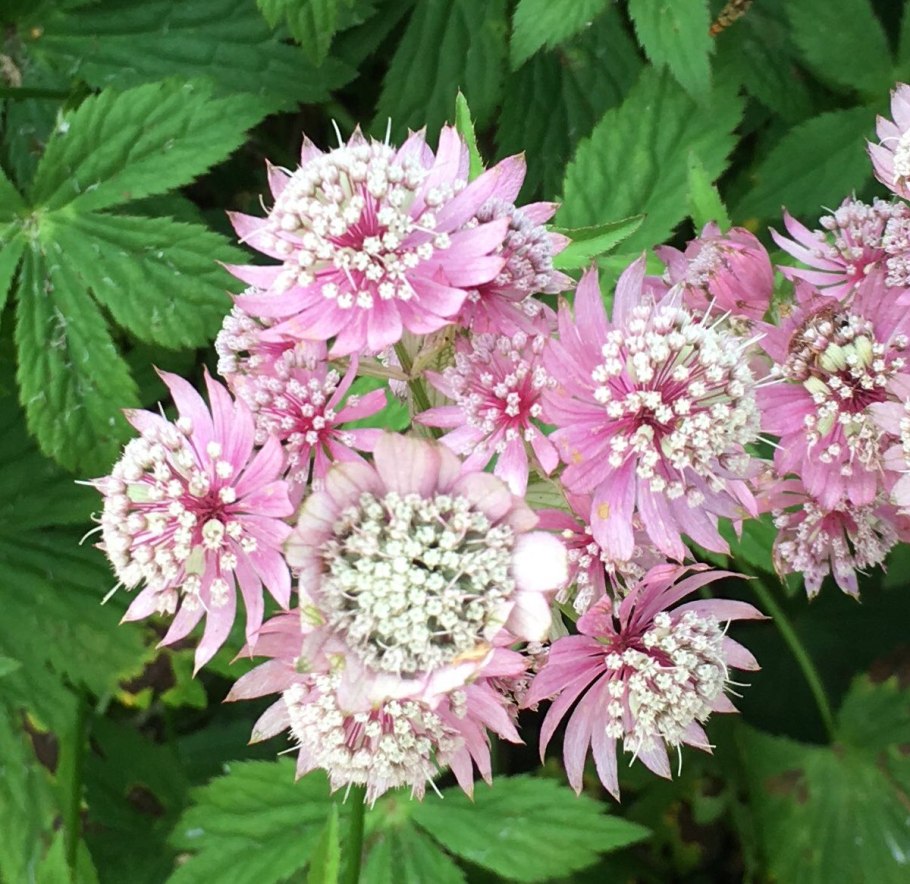 Астранция крупная (Astrantia Major)