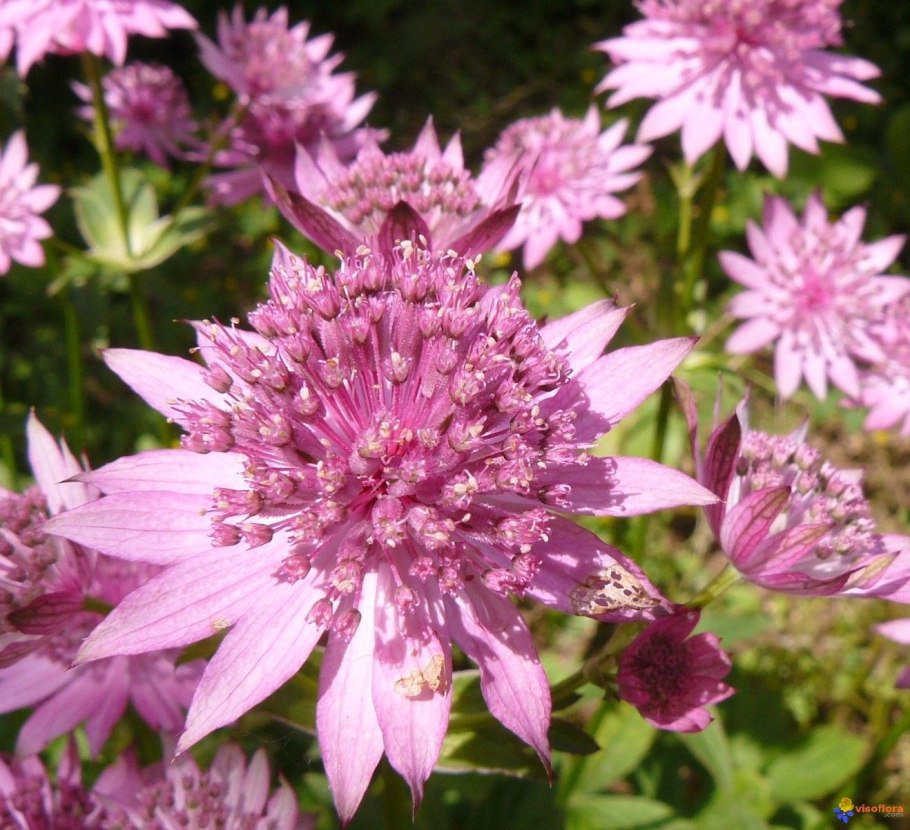 Астранция крупная (Astrantia Major)