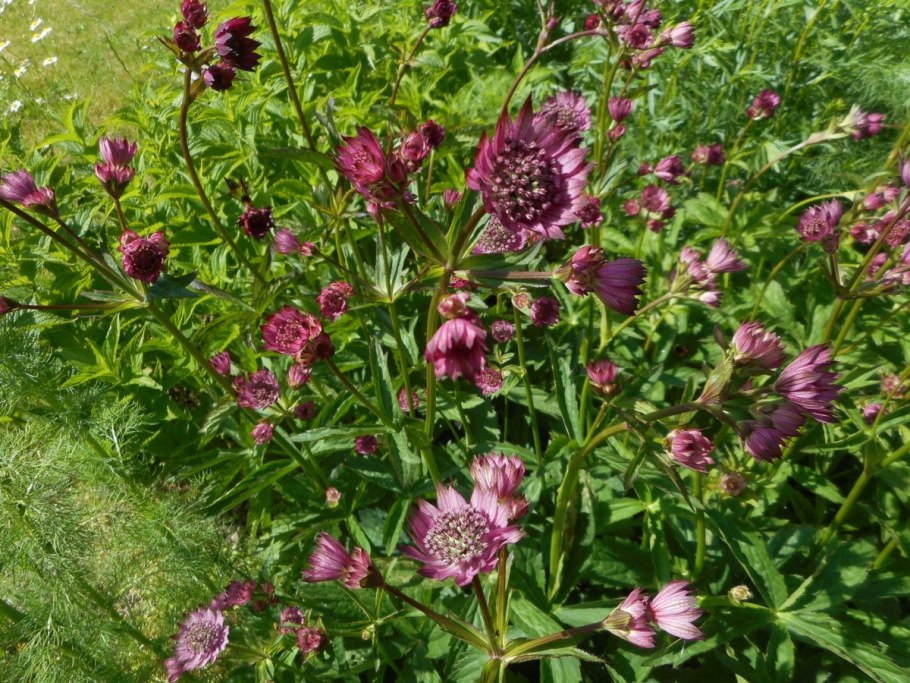 Астранция крупная Кларет