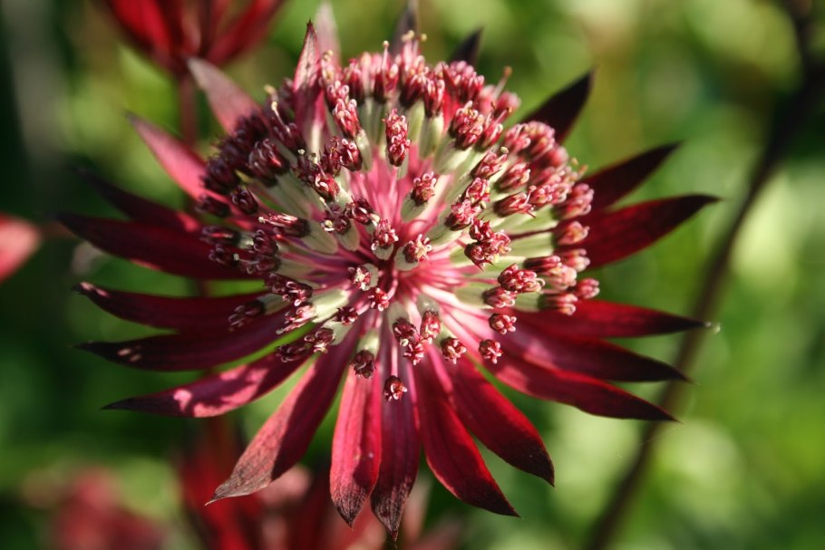 Астранция Astrantia Major ROMA