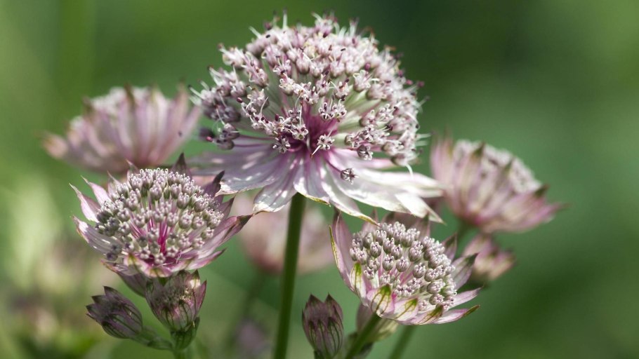 Astrantia Major 'Claret'