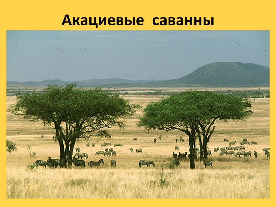 Растения национального парка Крюгер