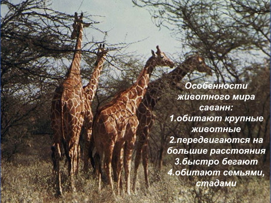 Танзания Саванна