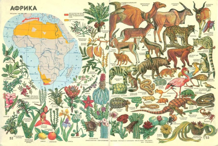 Растительный мир для детей