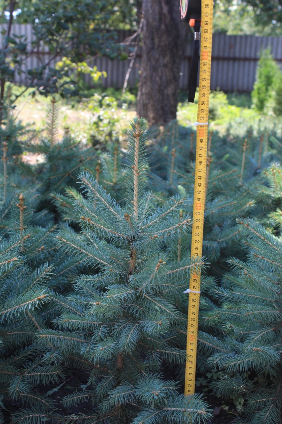 Корневая система туи схема