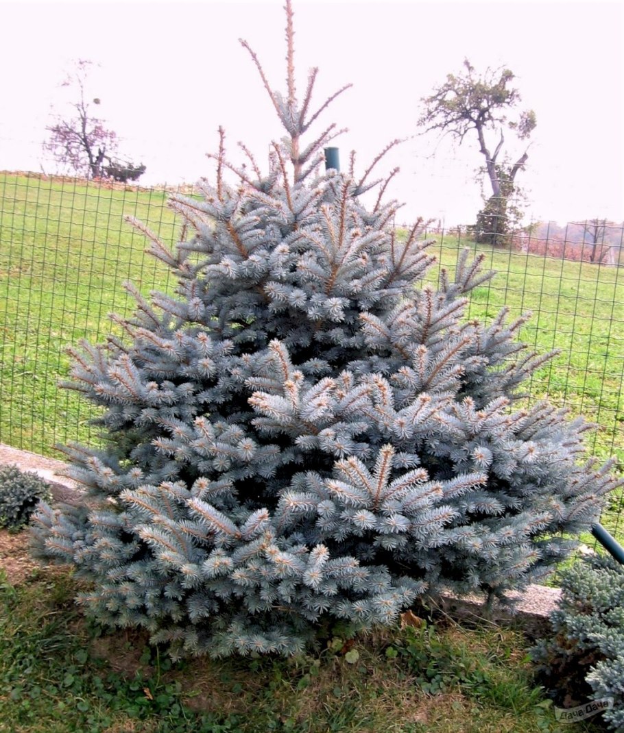 Ель колючая glauca arizonica