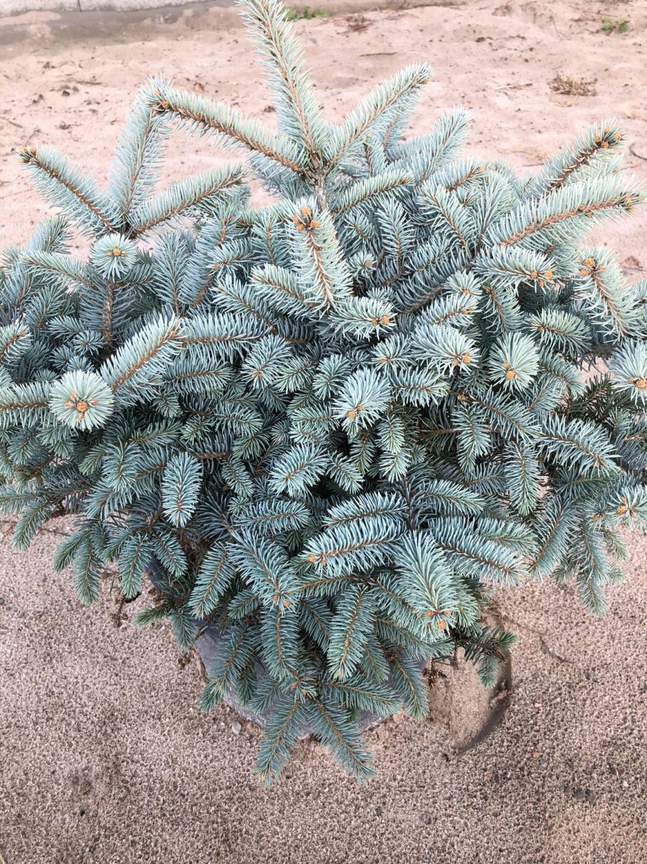 Пихта Абиес Кореана