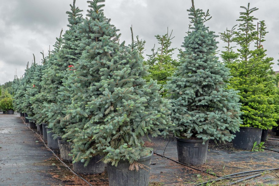 Ель колючая Глаука Мисти Блю