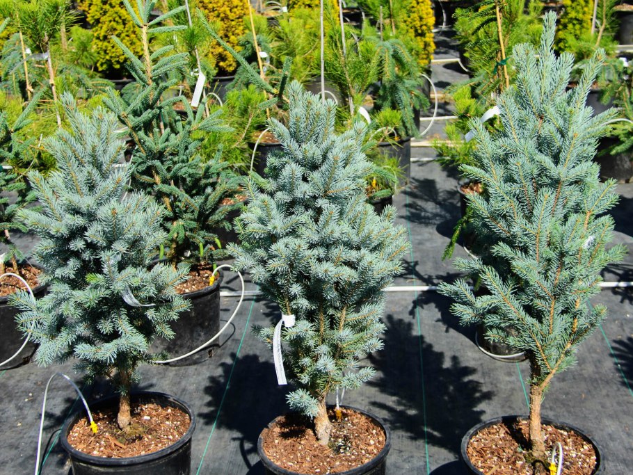 Ель колючая Блю Тотем