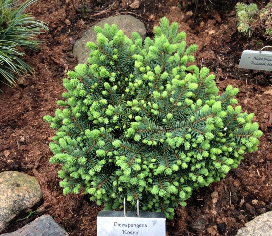 Голубые ели крупномеры