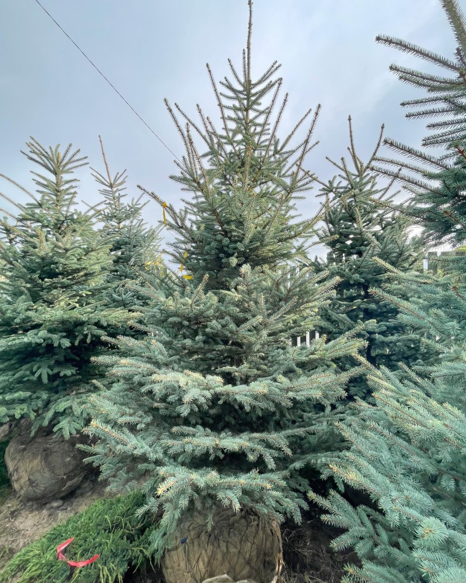 Ель Мисти Блю в ландшафтном дизайне