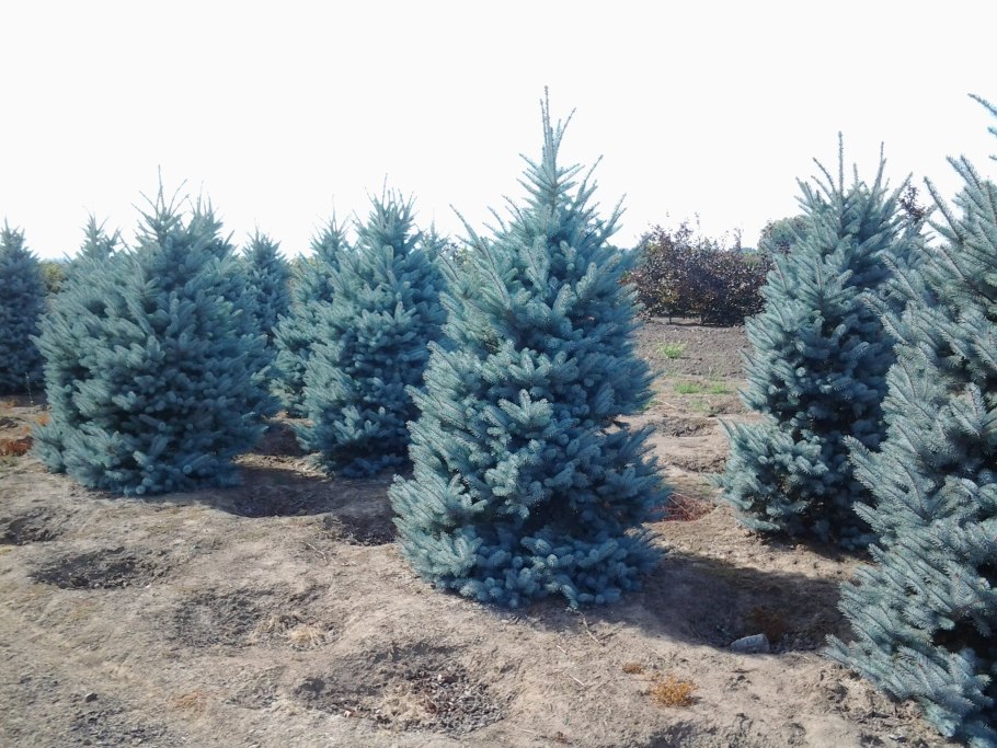 Сосна обыкновенная скорость роста