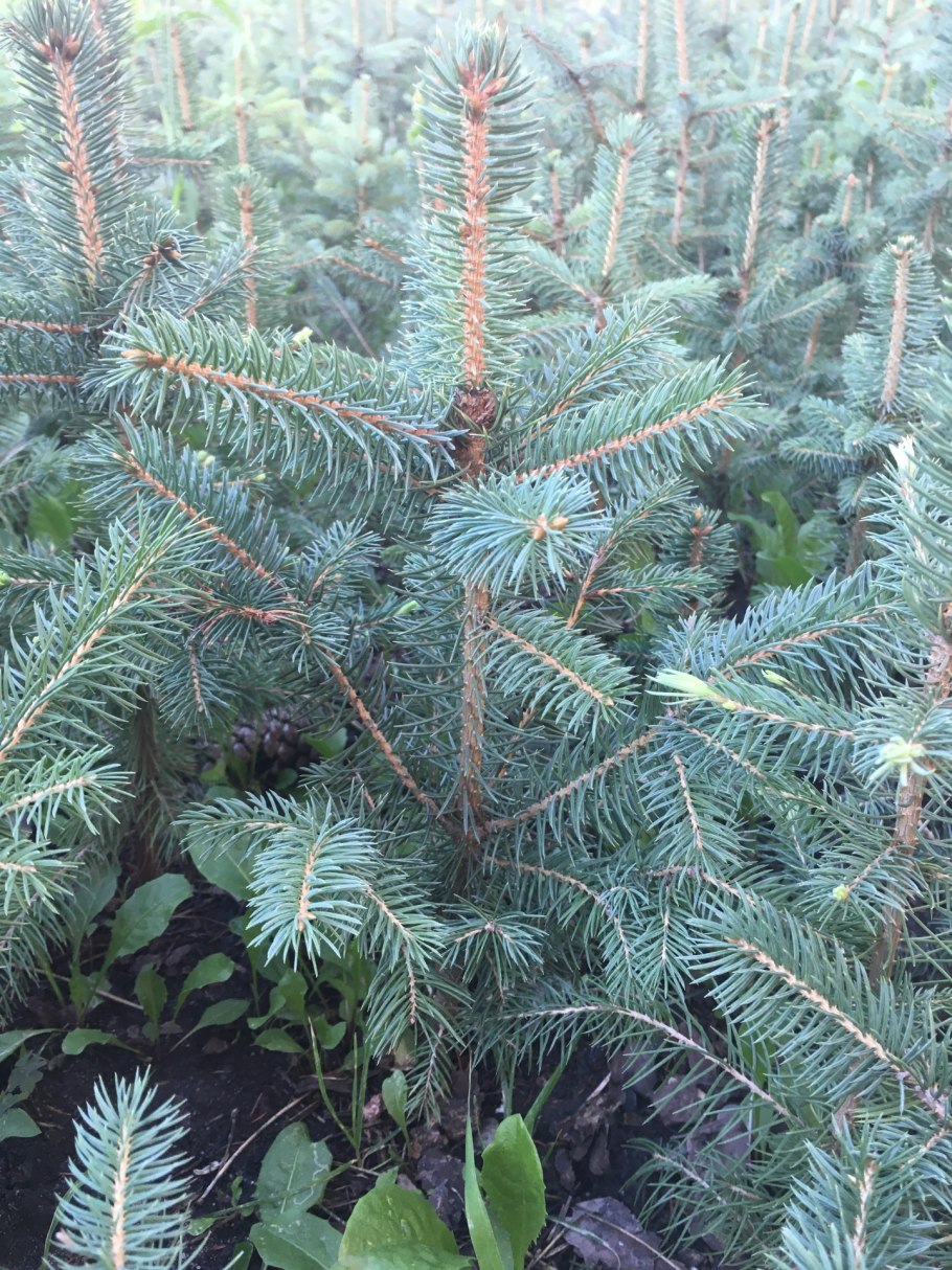 Ель колючая Balaton