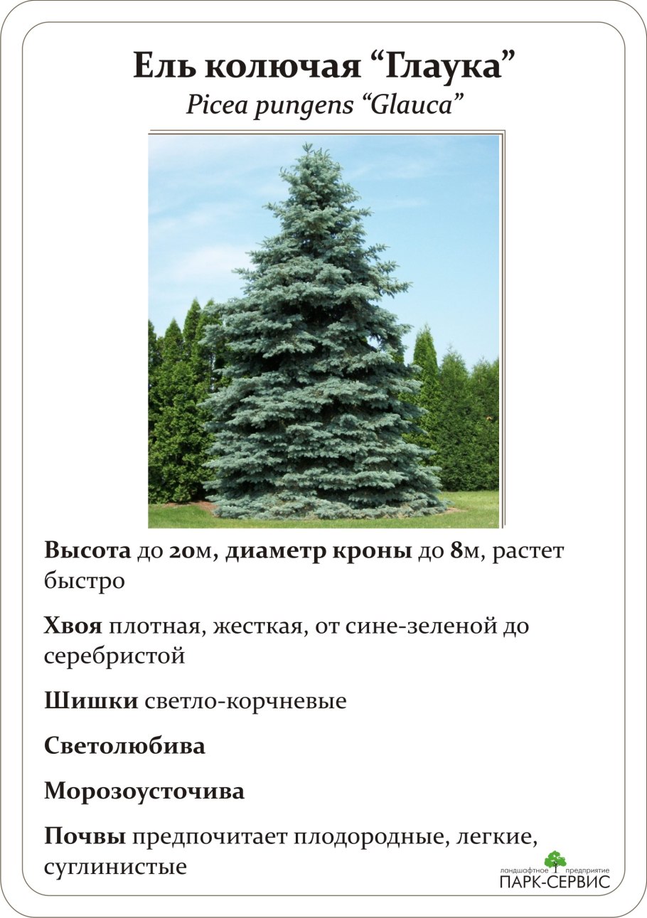 Ель колючая паспорт на саженцы