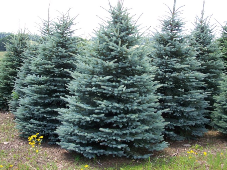 Ель колючая glauca prostrata