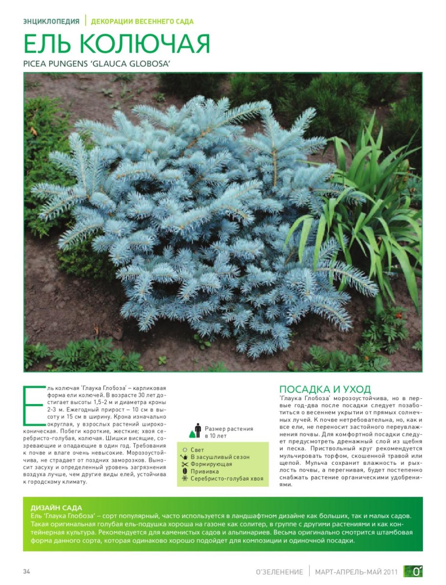 Ель Герман Хаус саженцы