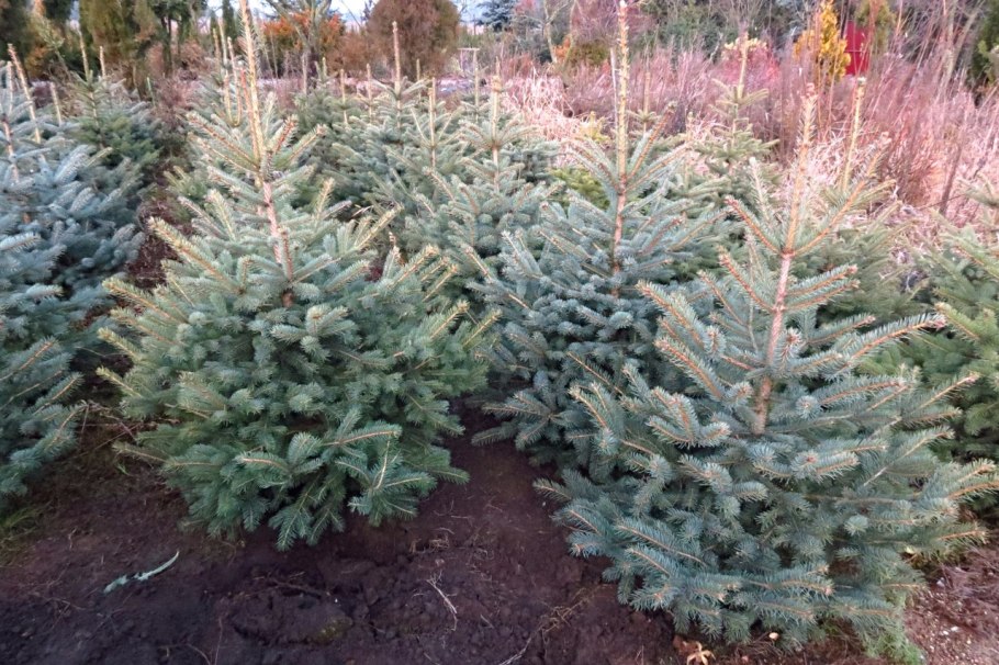 Ель колючая Глаука Глобоза