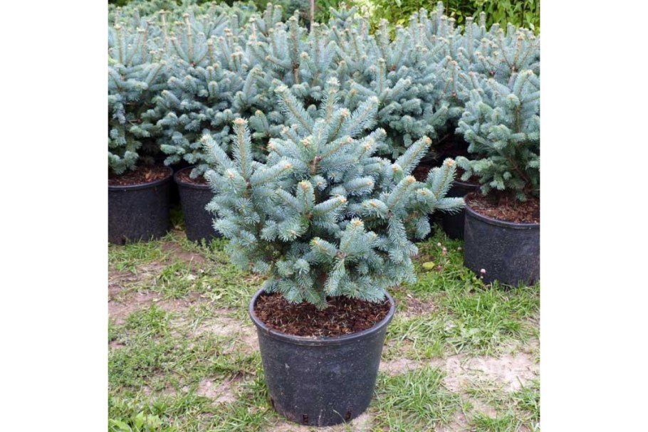 Ель Глаука Маджестик Блю