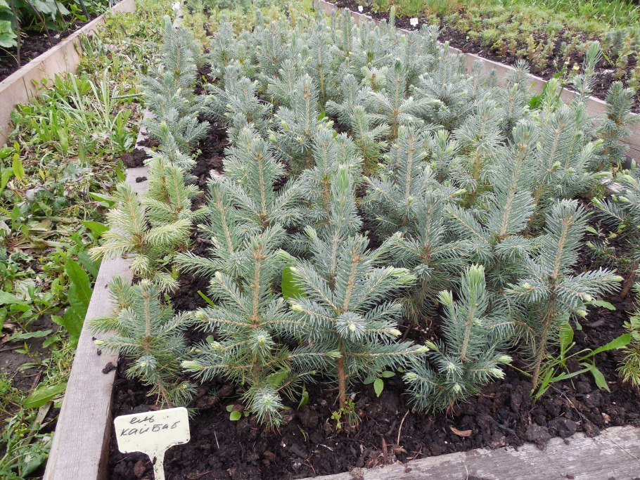 Пихта корейская Блю Император