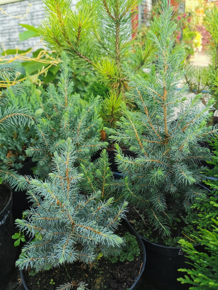 Ель колючая Хупси