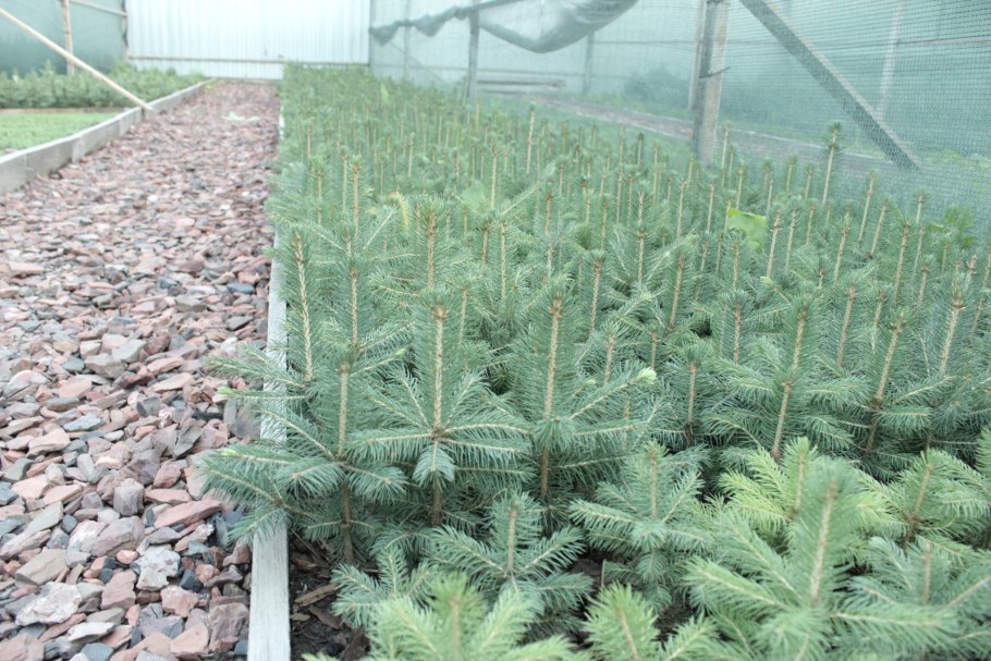 Голубая ель Блю Стар