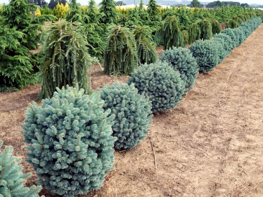 Голубая серебристая ель