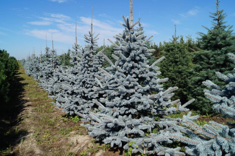 Ель голубая размер с15 в метрах