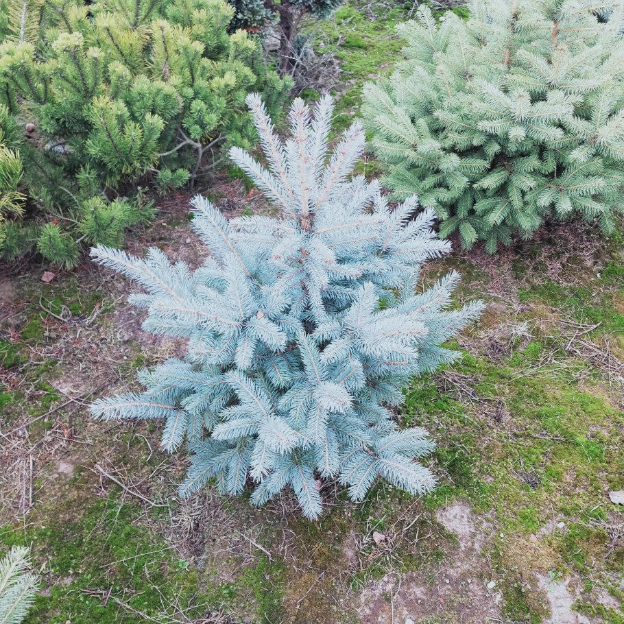 Ель Монтгомери описание