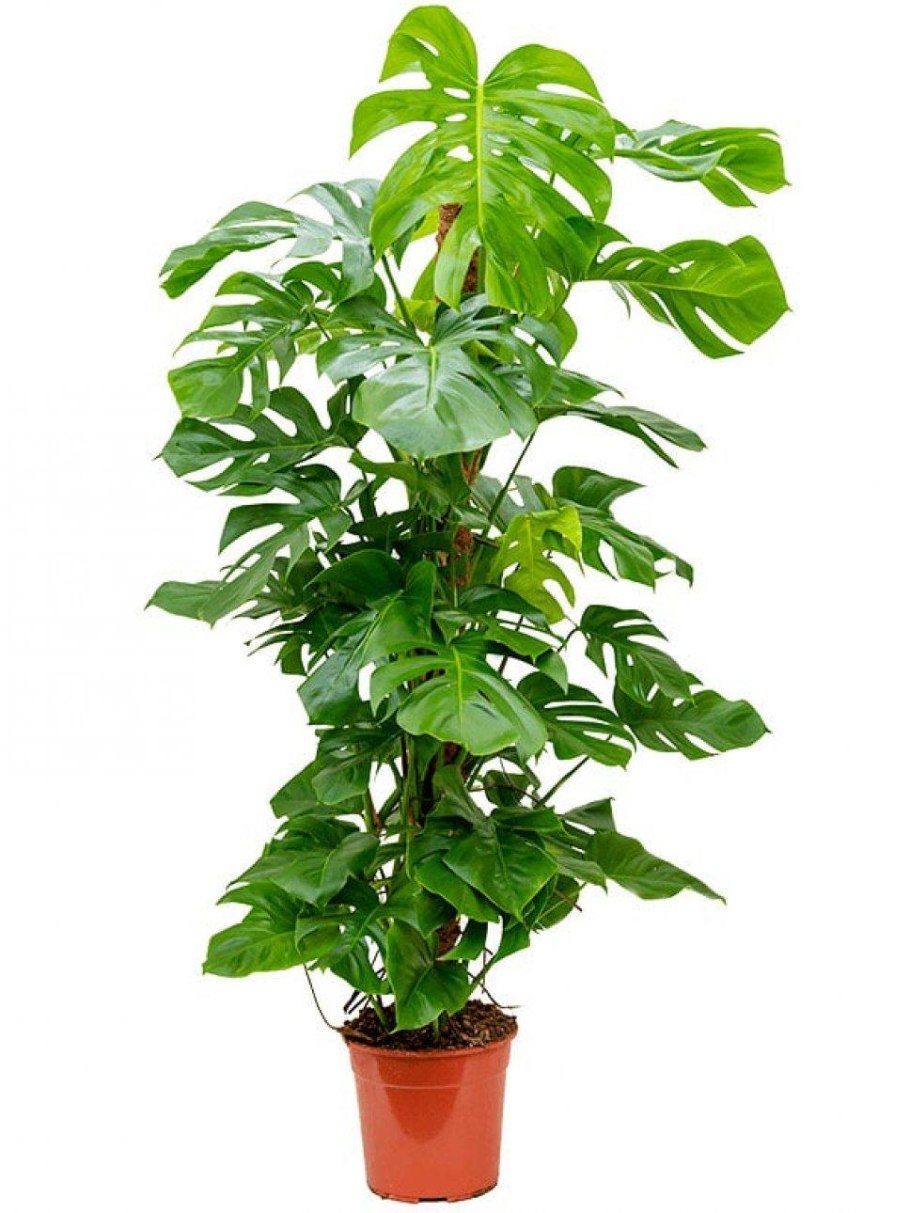 Монстера Пертусум моссток