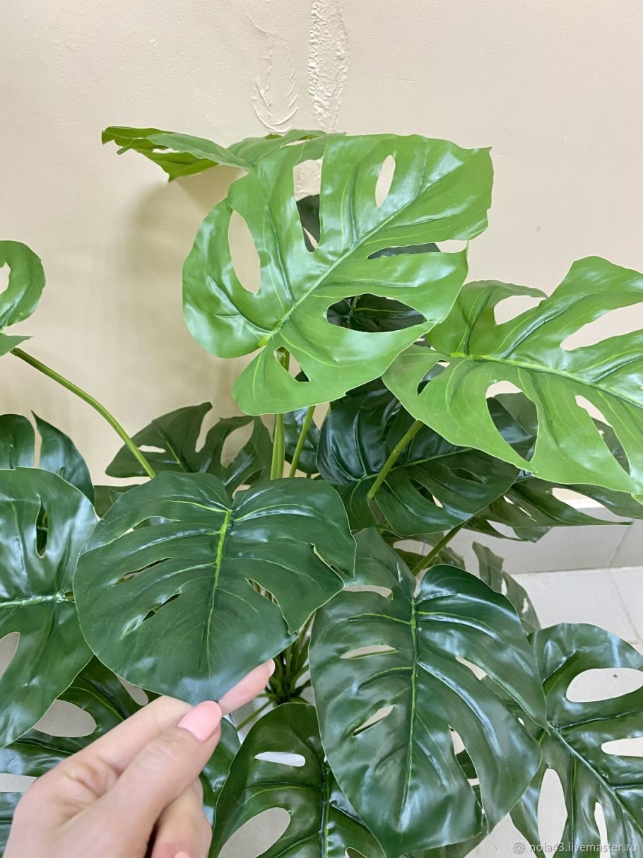Монстера Делициоза (Monstera deliciosa)