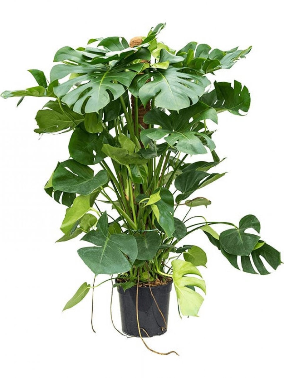 Монстера (150 см)