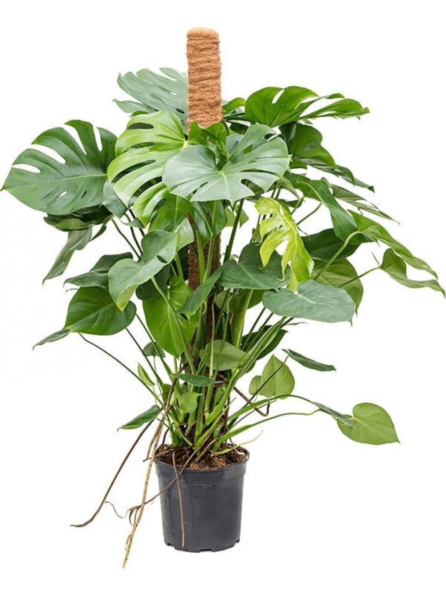 Монстера обликва манки Маск