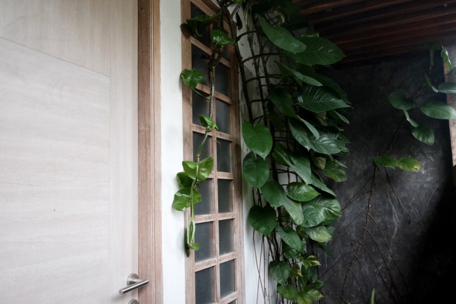 Рафидофора комнатная по стене