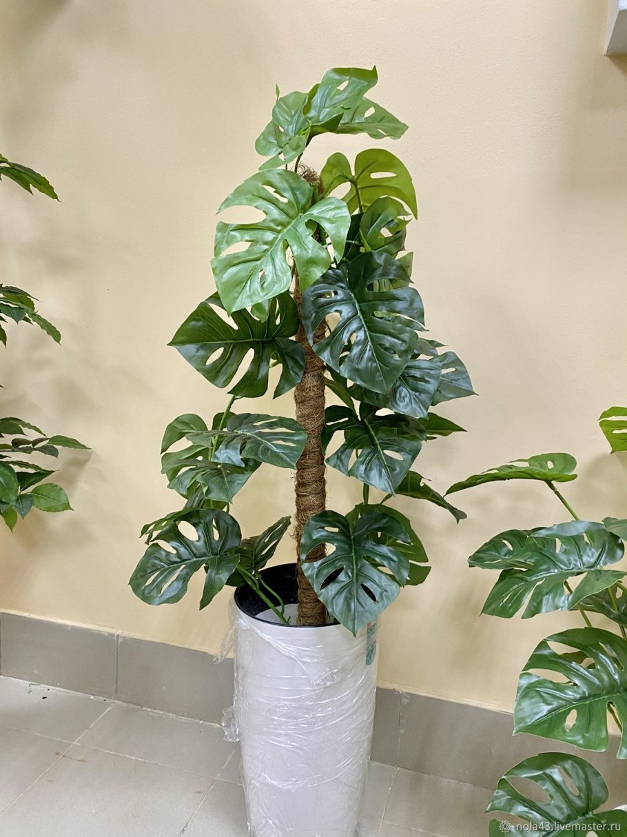 Монстера Делициоза (деликатесная),