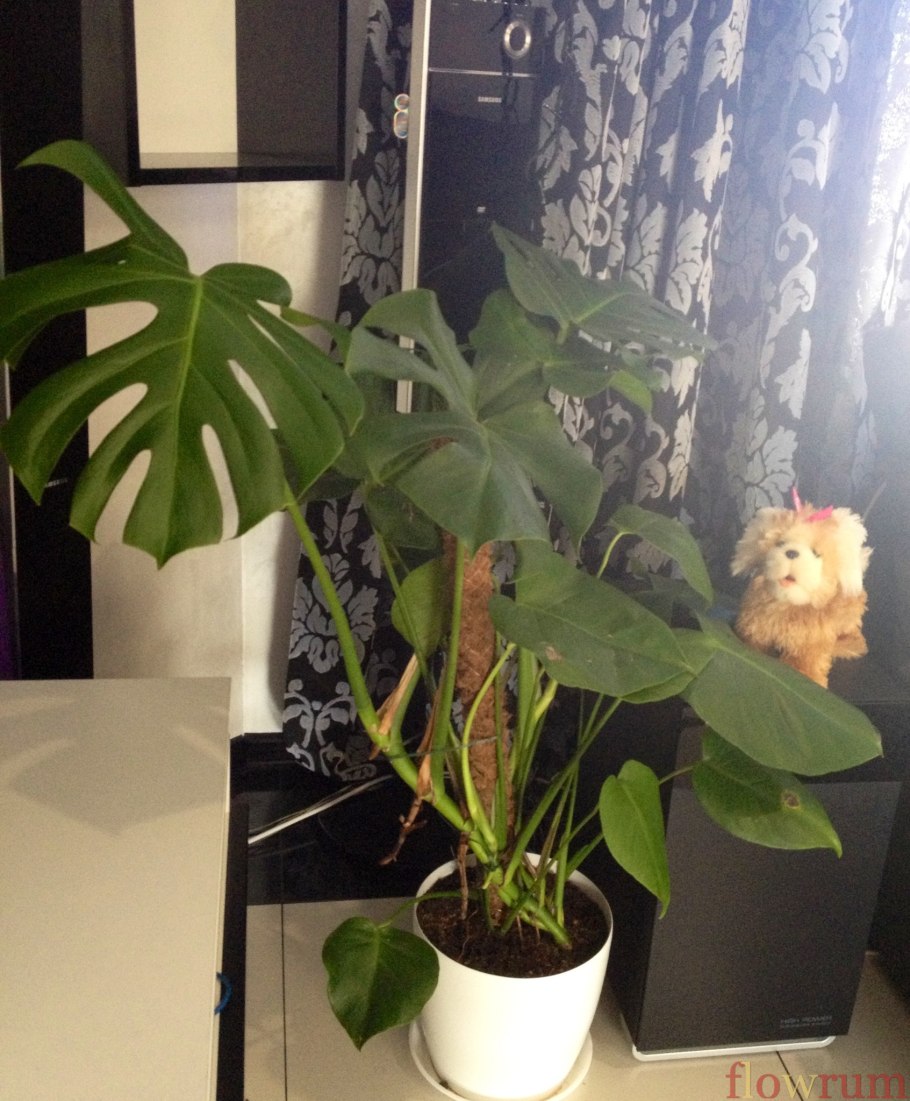 Кашпо для монстеры