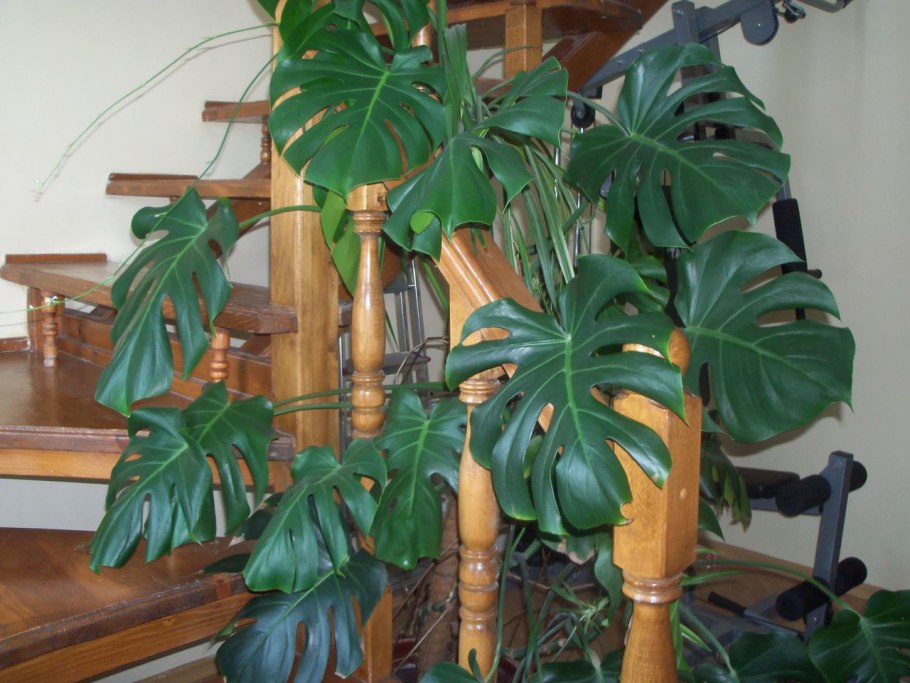 Монстера Делициоза (Monstera deliciosa)