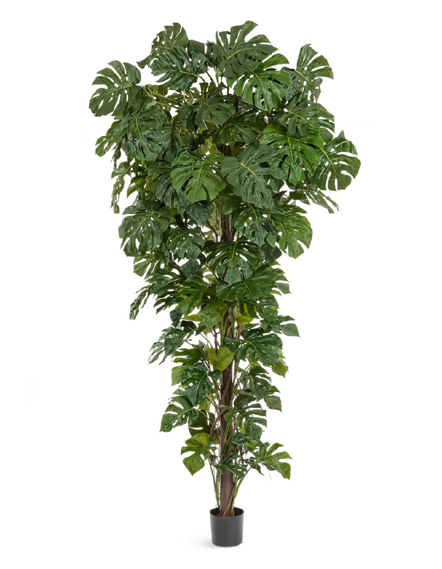 Филодендрон лазящий