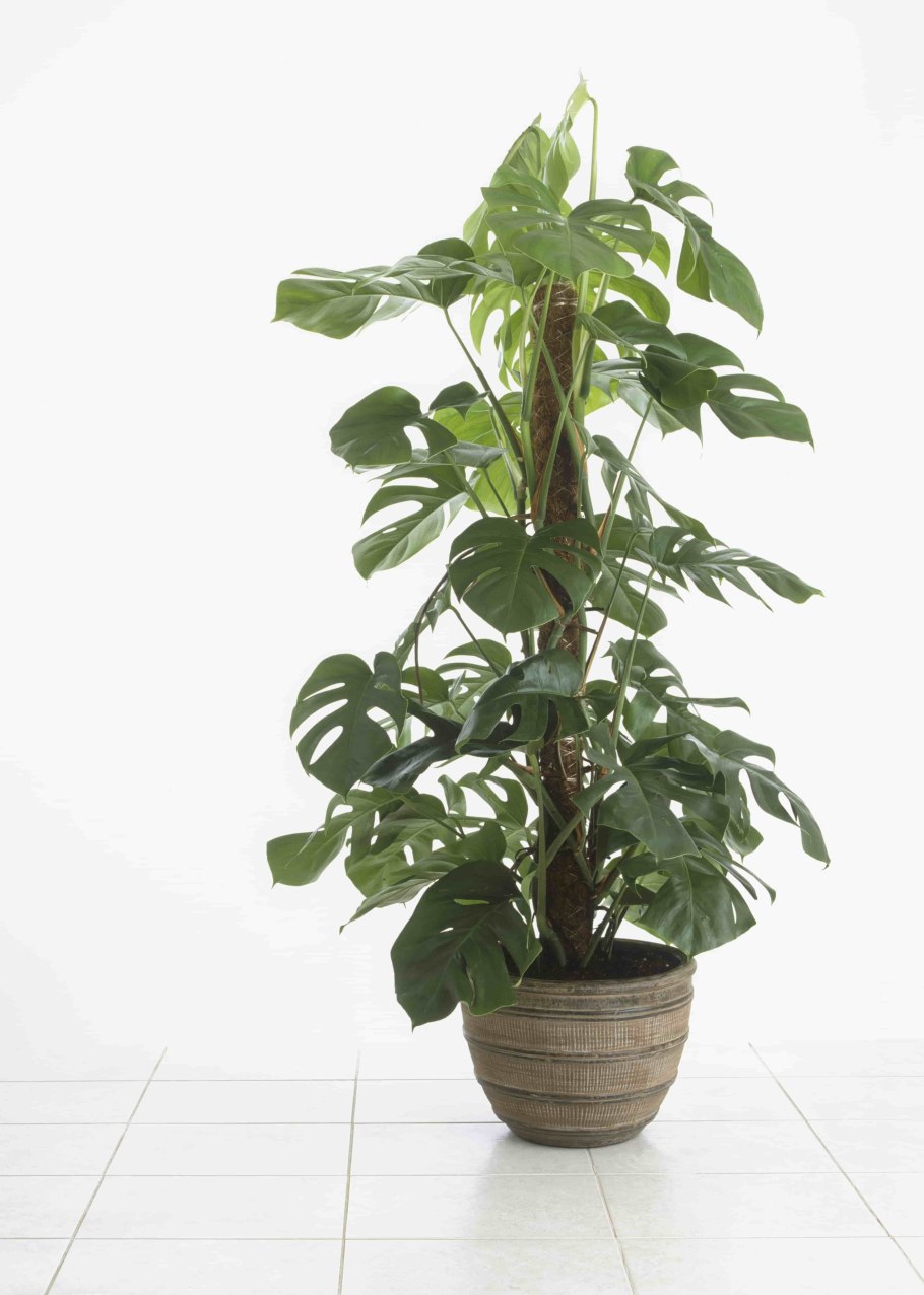 Опора для монстеры