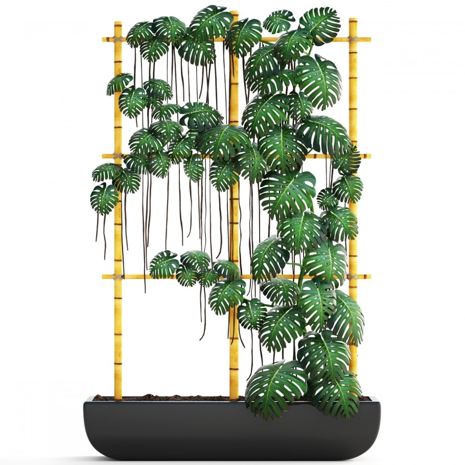 Монстера косая мини