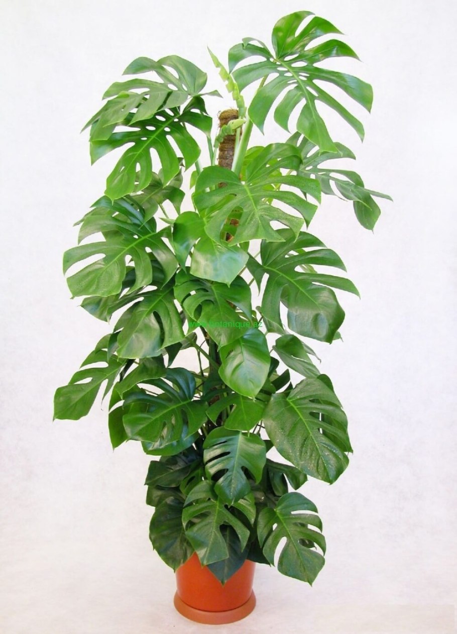 Монстера подвязка