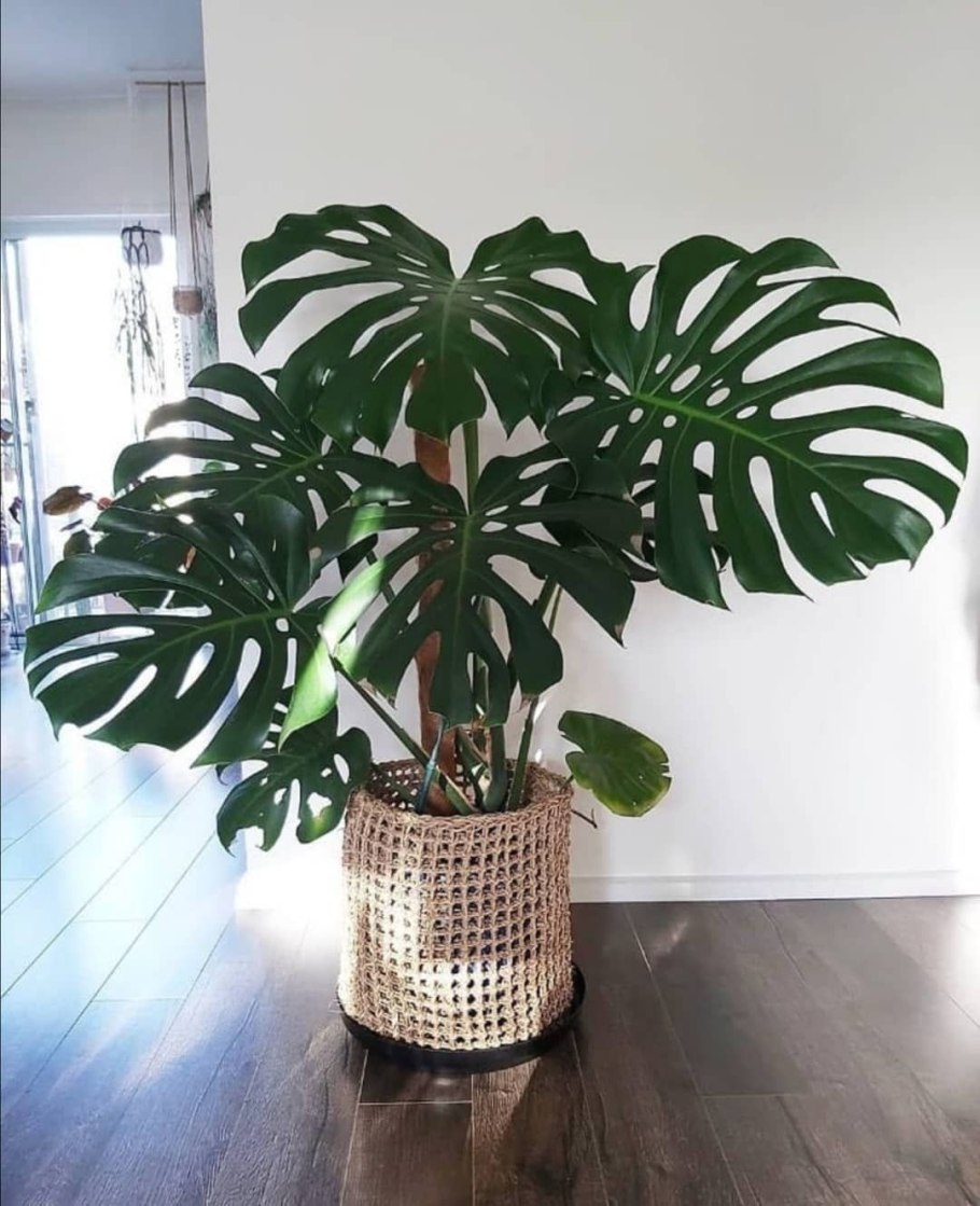 Кокосовая опора для цветов